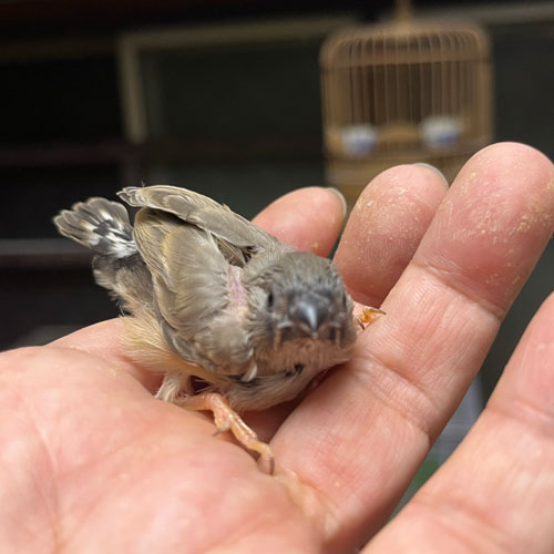 キンカチョウのヒナ