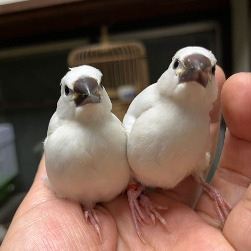 文鳥のヒナ