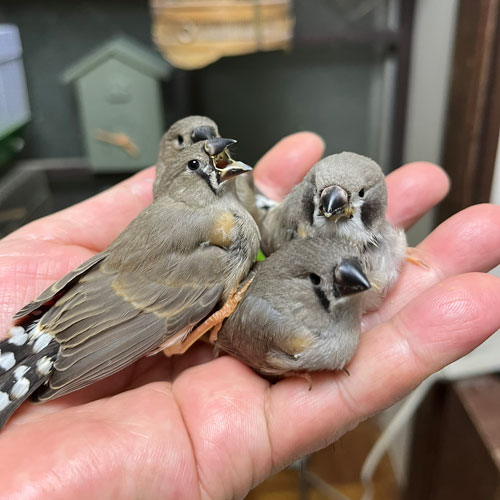 キンカチョウのヒナ