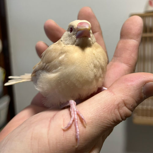 文鳥のヒナ