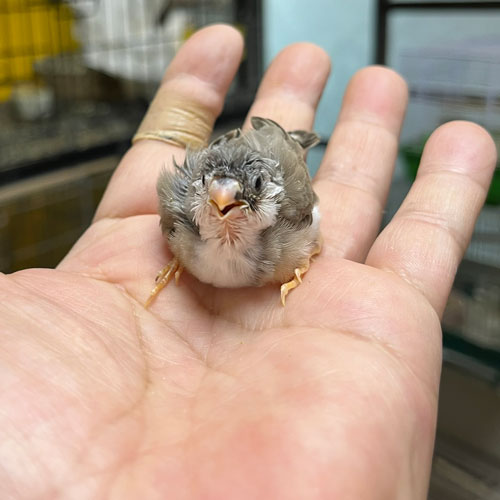 キンカチョウのヒナ