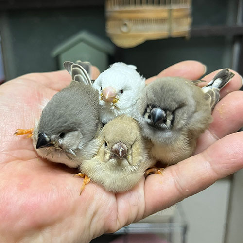 キンカチョウのヒナ