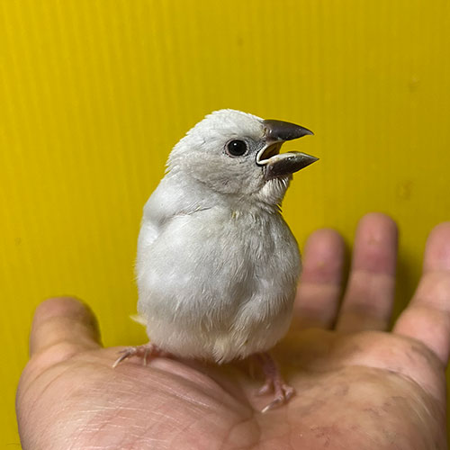 文鳥のヒナ