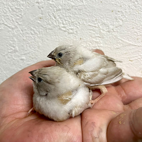キンカチョウのヒナ