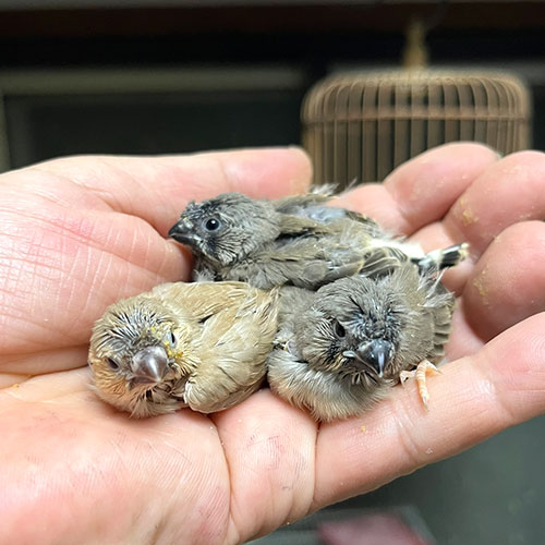 キンカチョウのヒナ