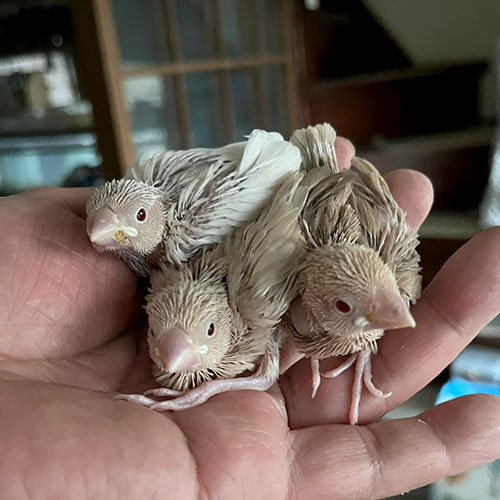 文鳥のヒナ