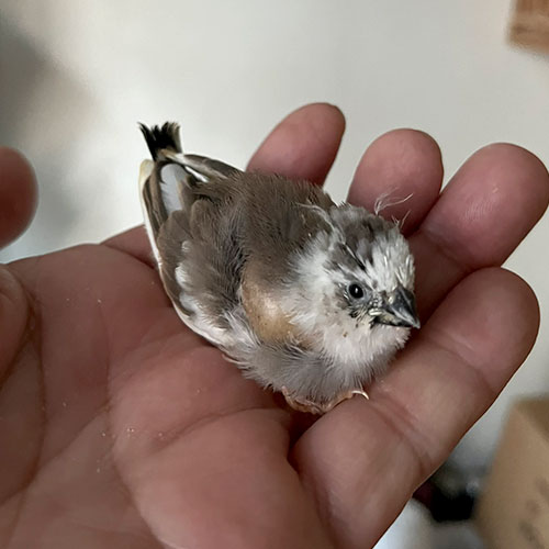 キンカチョウのヒナ