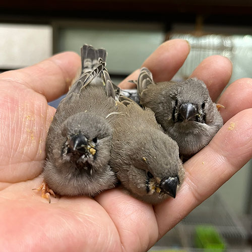 キンカチョウのヒナ