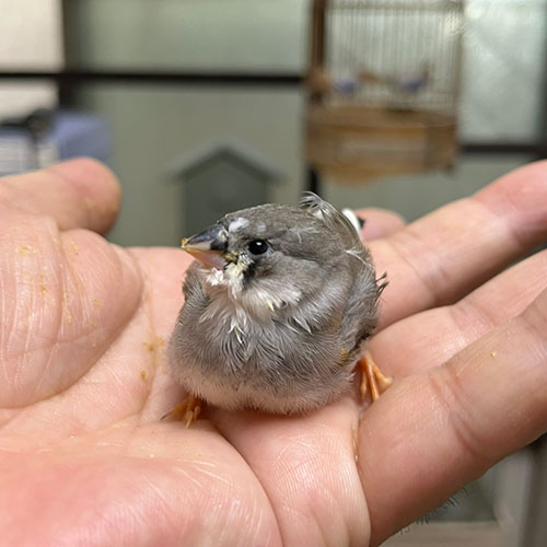 キンカチョウのヒナ