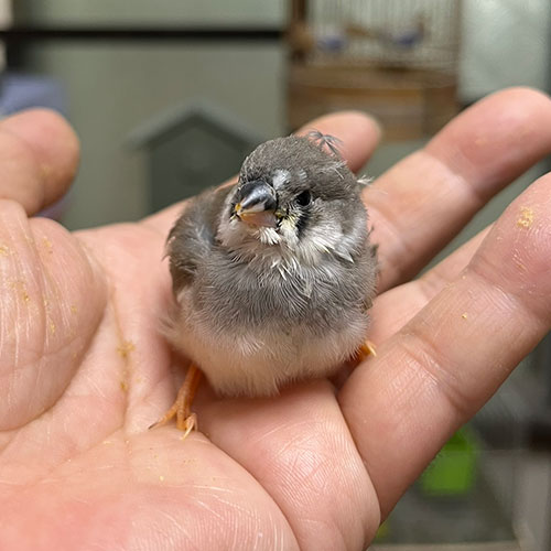 キンカチョウのヒナ