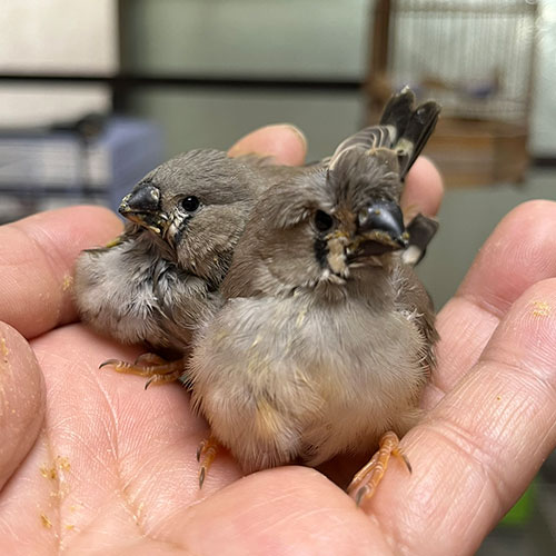 キンカチョウのヒナ