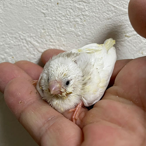 キンカチョウのヒナ