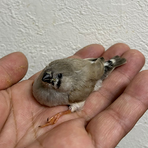 キンカチョウのヒナ