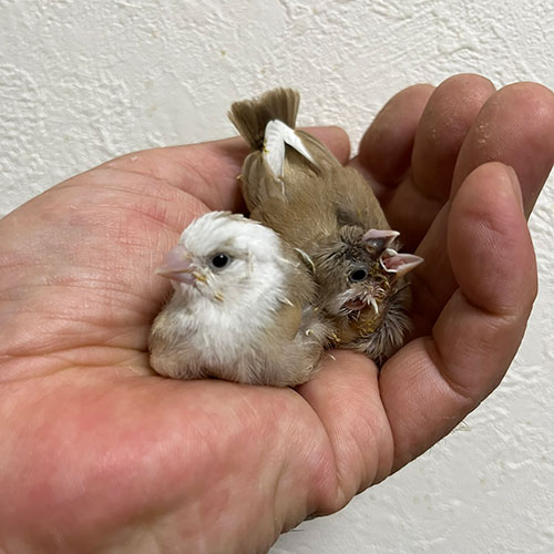 キンカチョウのヒナ