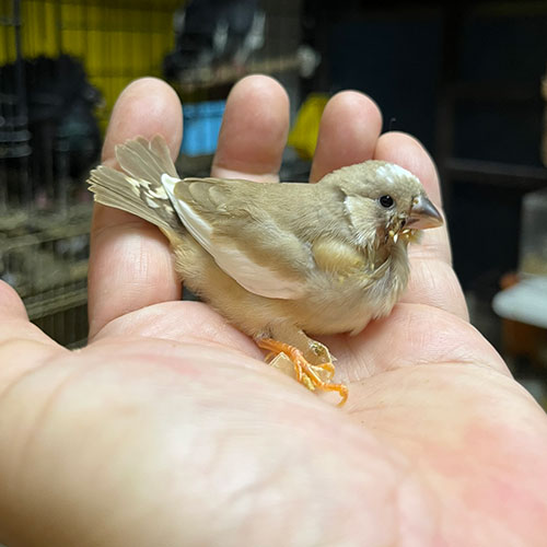 キンカチョウのヒナ
