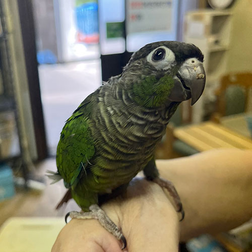 ウロコインコのヒナ