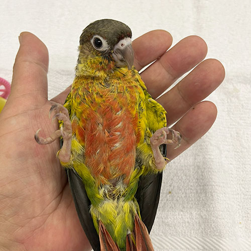 ウロコインコのヒナ