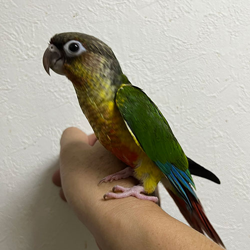 ウロコインコのヒナ