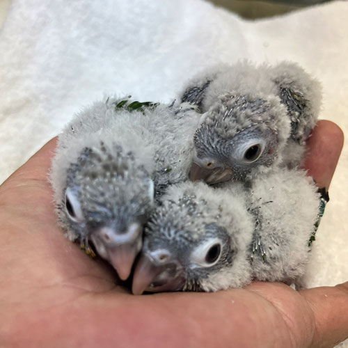 ウロコインコのヒナ