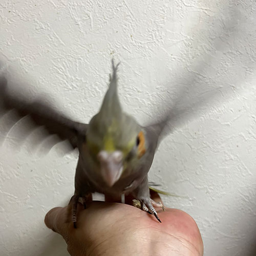 オカメインコのヒナ