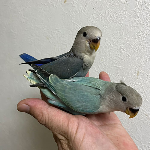 コザクラインコのヒナ