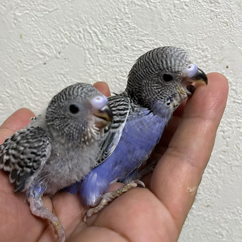 ハトのヒナ