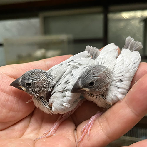 文鳥のヒナ