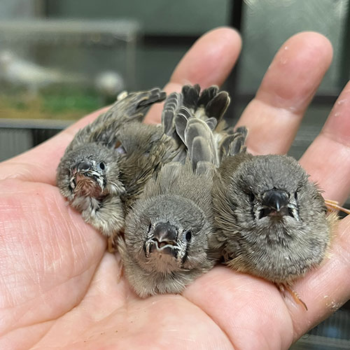 キンカチョウのヒナ