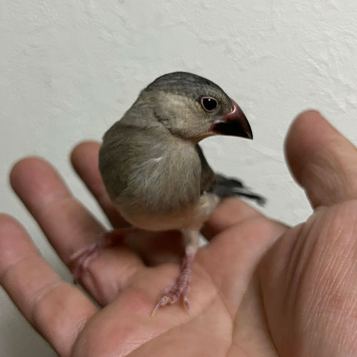 文鳥のヒナ