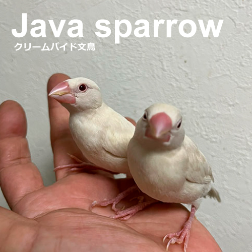 文鳥のヒナ