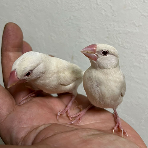 文鳥のヒナ
