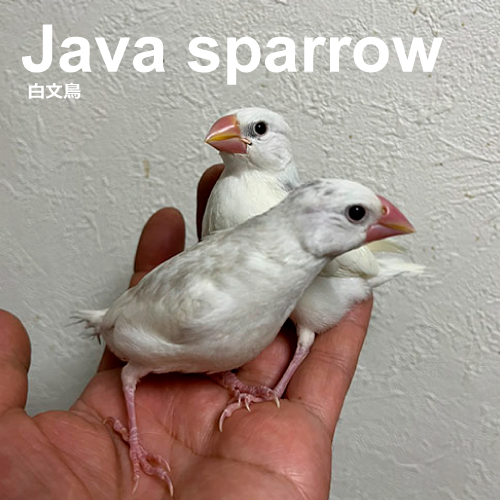 文鳥のヒナ