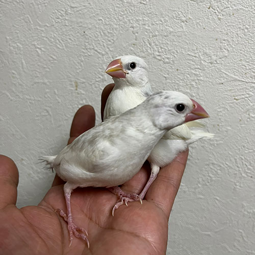 文鳥のヒナ