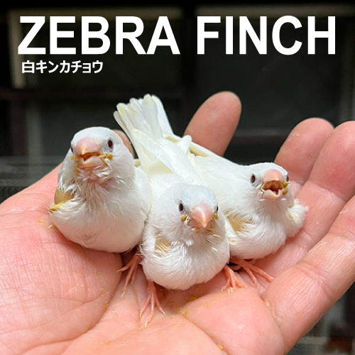 キンカチョウのヒナ