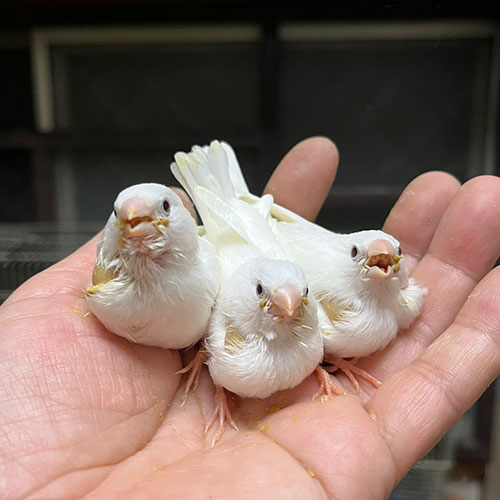 キンカチョウのヒナ