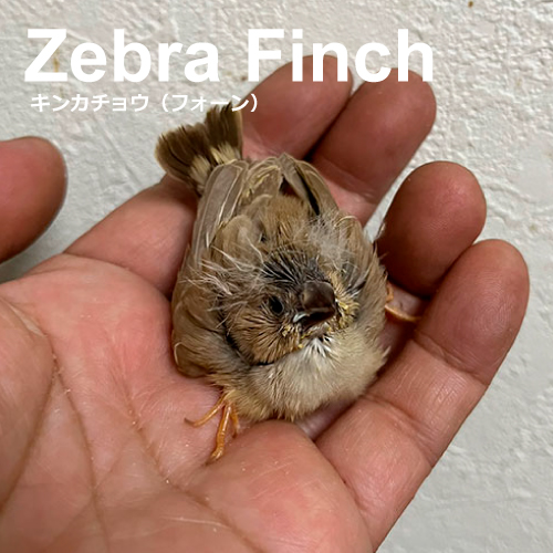 キンカチョウのヒナ