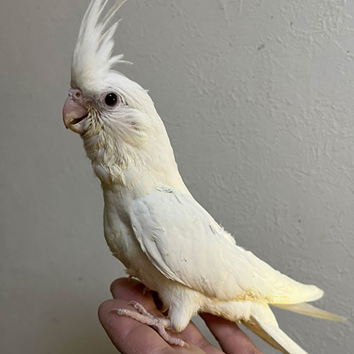 オカメインコのヒナ