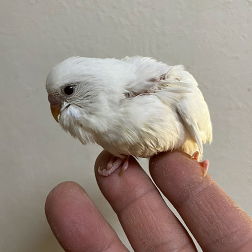 セキセイインコのヒナ