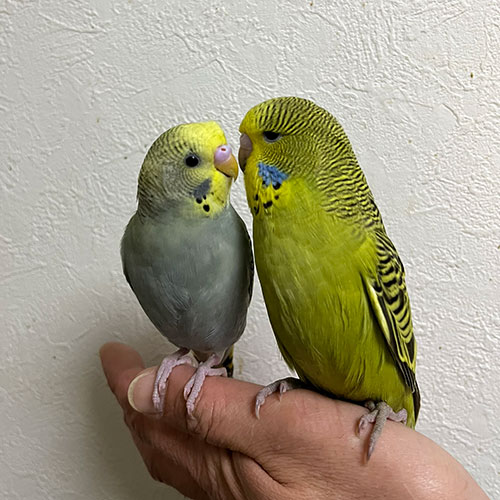 インコのヒナ