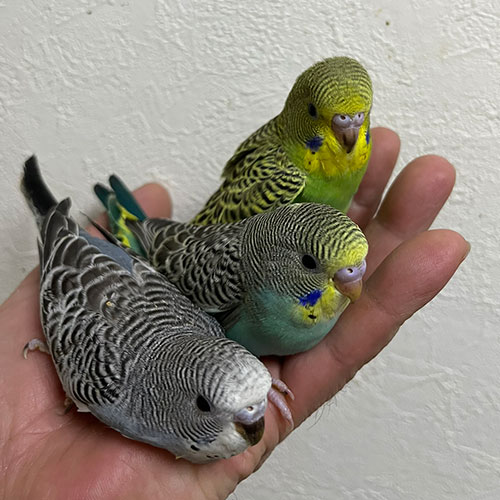 インコのヒナ