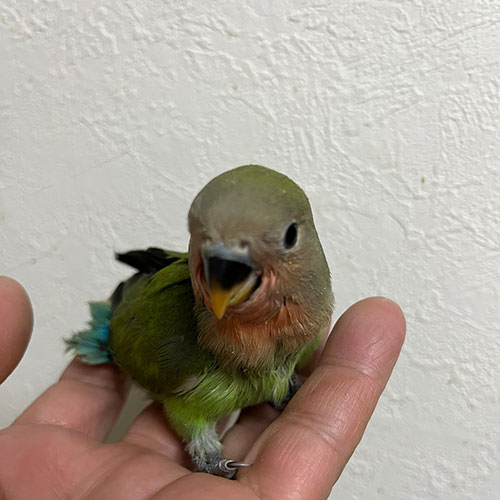 インコのヒナ