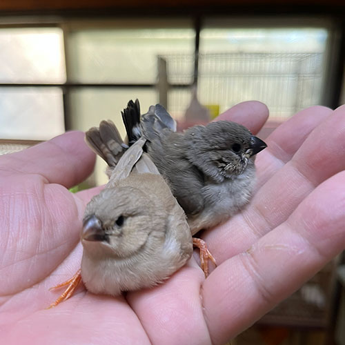 キンカチョウのヒナ