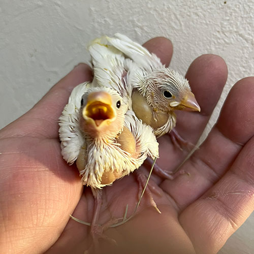 文鳥のヒナ