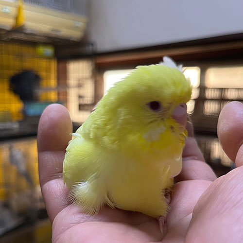 インコのヒナ
