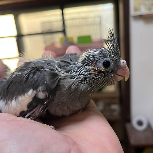 インコのヒナ