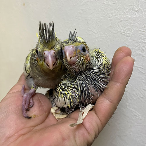 インコのヒナ