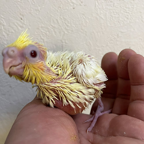 インコのヒナ