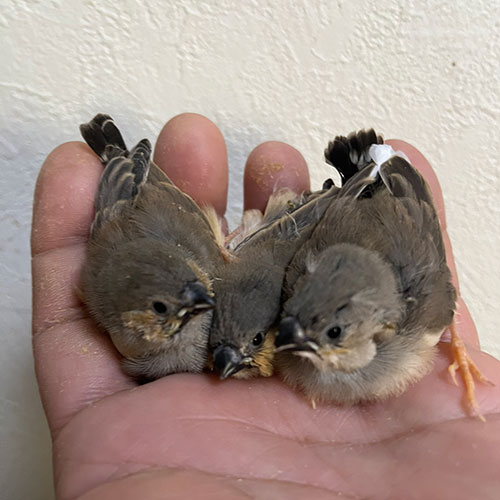 キンカチョウのヒナ