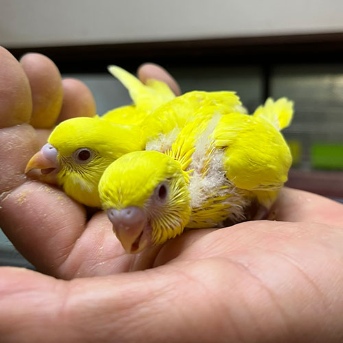 文鳥のヒナ