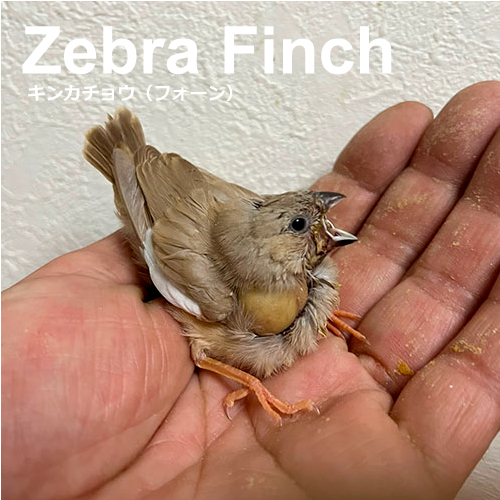 キンカチョウのヒナ